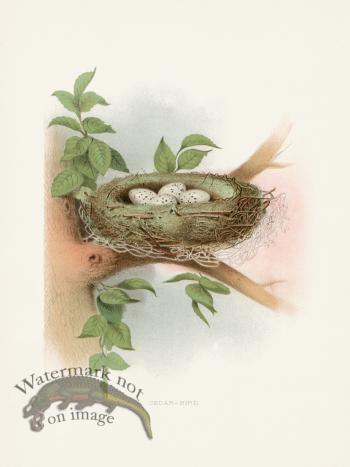 Thomas Gentry Bird 51